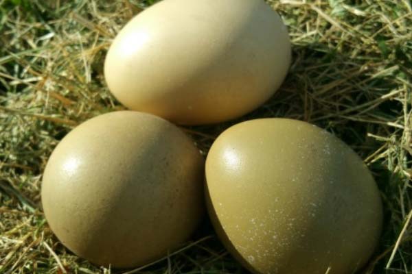 فروش تخم قرقاول آمریکایی در ارومیه