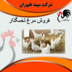فروش ویژه مرغ تخم گذار- مرغ تخم گذار لوهمن -طیور – طیور