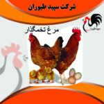 فروش ویژه مرغ تخم گذار- مرغ تخم گذار لوهمن -طیور – طیور