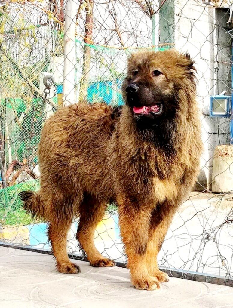 فروش توله سگ قفقازی سه ماه ونیمه فوق‌العاده جسور