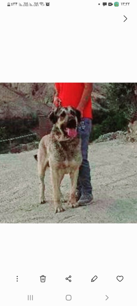 فروش سگ پژدر عراقی با  اصالت و شجره‌دار