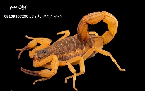 نلبودی مار با سموم عالی