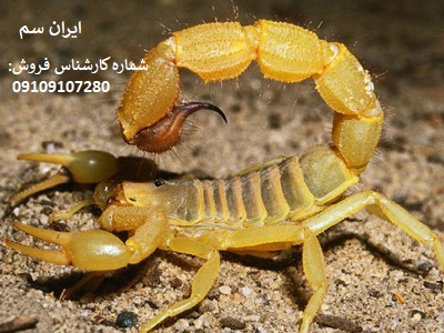 بهترین سم مار