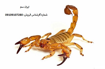 موثرترین سم عقرب