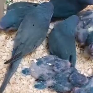 حراج جوجه طوطیهای دستی خانگی