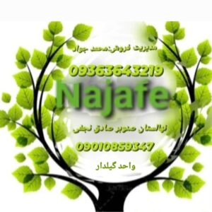 تولید وعرضه نهال صنوبر اصلاح شده