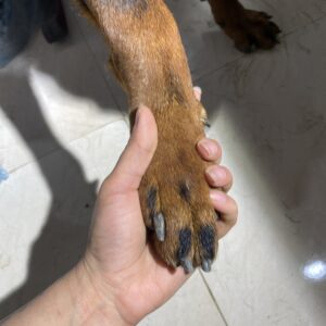 مربی و رفتارشناس سگ